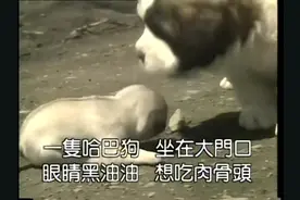 动物百科,中国儿童歌曲精选哈巴狗,分享给你们视频封面