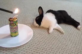 用大鞭炮唤醒睡觉的宠物兔子，这铲屎官也太坏了视频封面