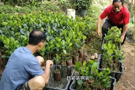 海南红芭楠红肉菠萝蜜有前途吗，农村小伙拉三百棵苗回去种植视频封面