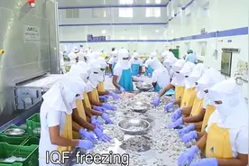 实拍现代化的美国鲜虾加工厂！神奇的机器流水线！视频封面