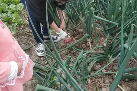 洋葱叶子长得像大葱，可惜今天拔的都太小。视频封面