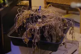 世间万物难逃腐烂命运，寻找对抗方法。奇异的腐烂科学（第五集）视频封面