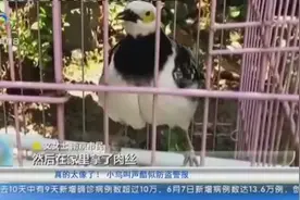 真的太像了！ 小鸟叫声酷似防盗警报视频封面