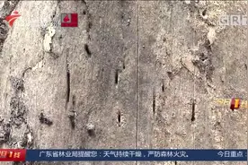 木棉树枯死多年存安全隐患，小鸟叼来寄生物？住户盼解决！视频封面