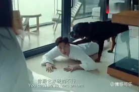 狗狗终生守护美女，没领证坚决不让男友碰女主人，最后安心离去视频封面