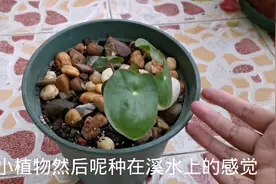 镜叶草种植的技巧视频封面
