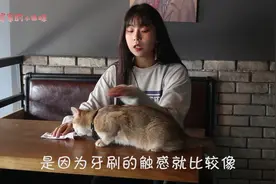 如何给猫咪按摩，只需要这简单的两步，让你获得猫咪的芳心！