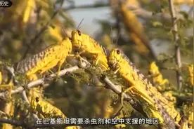 中国终于出手！帮助巴铁对抗严重蝗灾，急巴之所急，义不容辞视频封面