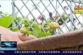 小学六年级即将开学，这个学校先来个直播“云游校园”视频封面