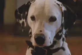 狗狗谈恋爱，顺便给主人也搞定了一个