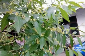 “枣叶泡茶”喝厉害了，它居然有这么多的好处，一起来看看吧视频封面