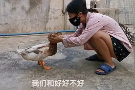 活久见，这只鸭子竟然跟主人生气，追着主人咬让主人道歉，超灵性