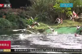 广州长隆野生动物园：上百只火烈鸟自由飞翔，场面十分壮观视频封面
