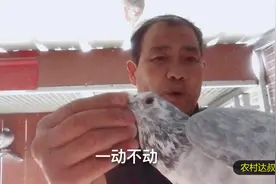 农村大叔教你两招，快速分辨青年鸽子的雌雄，方法简单又好用视频封面