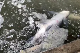 黑坑老板放了2000多斤罗非没人钓，结果只能清塘，这的赔多少钱？视频封面