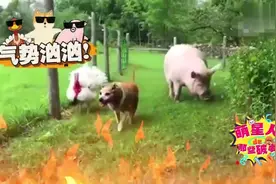 农村三大恶霸：土狗公鸡大白鹅，这攻击的步伐，绝对惹不起呀!视频封面