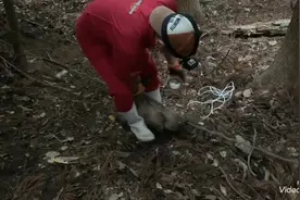 年轻的猎人抓野猪，这绑绳的手法还需要多练习