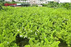 采用有机种植，广州从化这里的番石榴获丰收图片