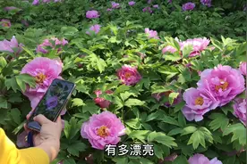 洛阳20年的清明节，来赏牡丹的游客络绎不绝，城市又恢复了生机视频封面