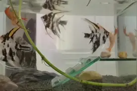 鳌虾和燕鱼混养，饲主心真大，天天上演鱼虾斗，也太喜感了吧视频封面