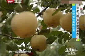 最物美价廉的苹果在哪？天然无农药适合老人小孩|生活特供 0220视频封面