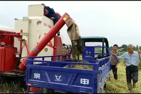 老农民请了收割机，一亩田能出700斤菜籽自己吃能吃上几年太好了