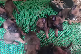 大舅家的马犬下了一窝小狗，30天耳朵就立起来了，可惜死了一只视频封面