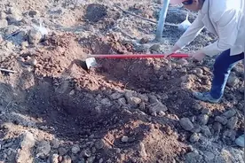 果园施肥沟技术，我挖的不行看经验丰富的老妈示范挖沟要点