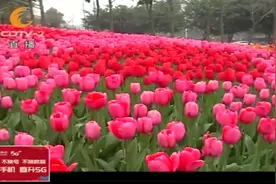 邀您云赏花！漫花庄园今起恢复开园，樱花郁金香绽放成海！视频封面