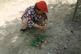 宝子妈又摘了一些鬼葱，这葱蘸酱吃可好吃了，宝子也爱吃