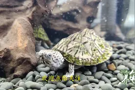 小池养龟：2只剃刀蛋龟，2只巨头蛋龟，加温到30度水温过冬视频封面