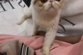 猫咪每天准时寻找主人求摸摸，太可爱了趴！视频封面