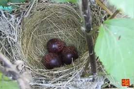 野外拍鸟意外发现个鸟窝，红红的三个鸟蛋，会是什么鸟呢？