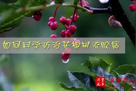花椒种植小知识：如何科学防治花椒树流胶病？视频封面