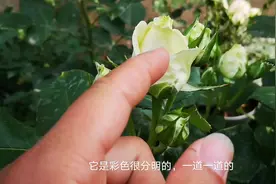 盆栽蓝色妖姬玫瑰存不存在？大家不要再被骗了视频封面