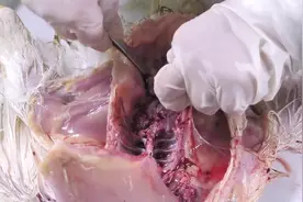 详解病死鸡剖检怎么做，看完视频你会发现死鸡剖检其实一点也不难视频封面