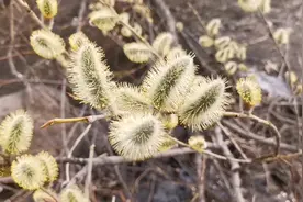 毛毛狗毛茸茸，它既有粉又有蜜，生机盎然