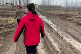 媳妇下地植树还没到就说远，穿高筒靴走着泥巴路，地都不知道在哪视频封面