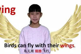 动物篇wing翅膀 牛津初高中小学少儿童英语单词和例句子 常荣