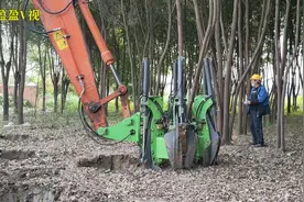100亩香樟树要移走，用一机多用挖掘机，1分钟挖一棵场面真壮观视频封面