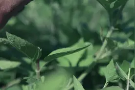清清凉凉的薄荷茶，小时候上学路上摘一把直接放在水瓶子里泡着喝视频封面