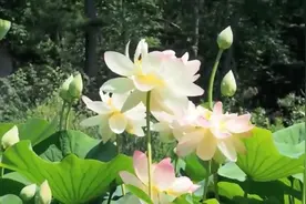 新情歌！一首《爱过就不遗憾》听了一遍又一遍，唱醉天下痴情人