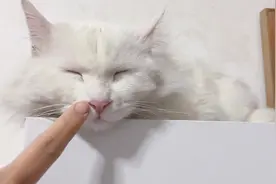 猫咪趁主人不注意，跑到柜子顶睡觉，这么高怎么下来呢？