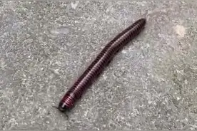 瘆人！村民家中虫子满地爬 密密麻麻形似蜈蚣~穿山蛩了解一下视频封面