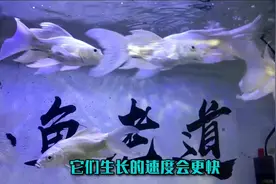 为什么蝴蝶鲤到家之后就会趴缸，三个原因一个细节视频封面