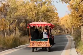 冒雪前往新疆泽普，乘坐马车观赏金湖杨，收获满满如愿以偿视频封面