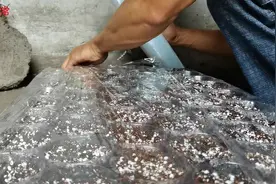 种植草莓 草莓种子露白了 籽播说明流程视频封面