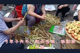 这种野生小竹笋，鲜嫩爽脆，真正绿色健康食材，难怪城里人抢着买视频封面