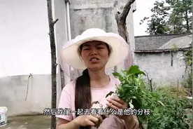 西红柿只长叶子不结果，只差这一步没有做。