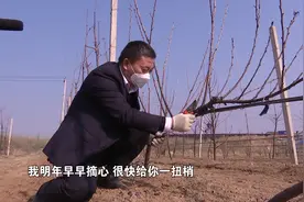 国外樱桃树形之UFO，看看他是如何修剪的视频封面